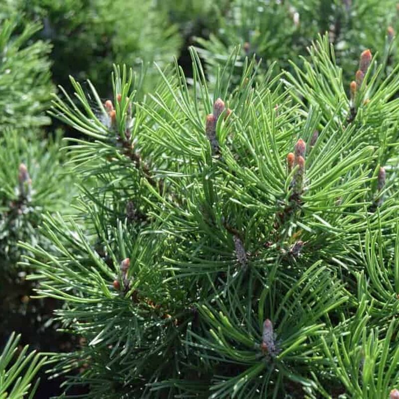 Pinus mugo 'Mops' 20-30 cm